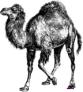 perl_camel.jpg